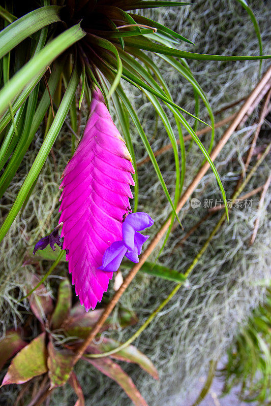 近距离的Wallisia cyanea syn花。美丽的充满活力的花卉背景